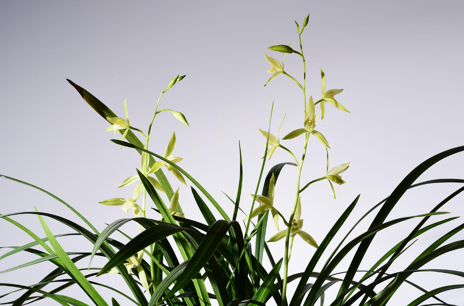 营养土种兰花会烂根吗