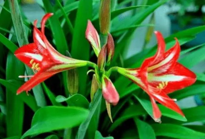 对兰和朱顶红是一种花吗