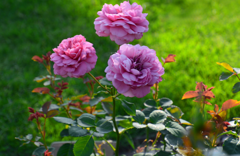 遥远的鼓声月季花优缺点