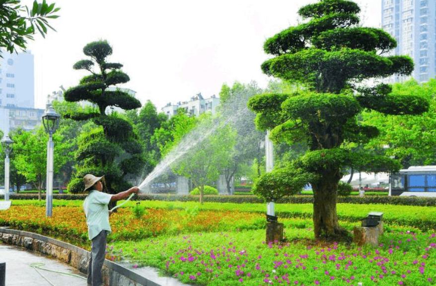 大树浇水的正确方法