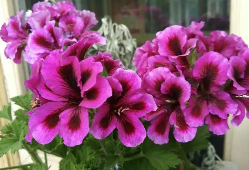 蝴蝶梅哪个品种最勤花