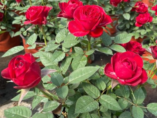 中国红月季花朵有多大