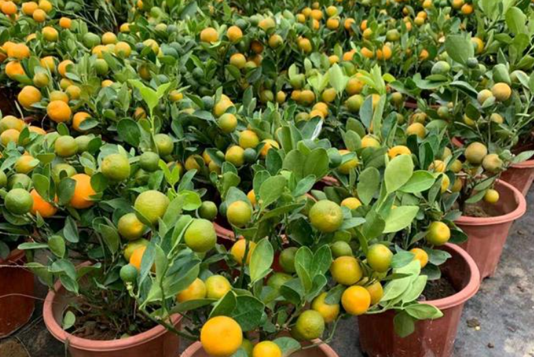 种金桔树有什么禁忌