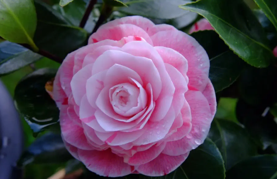 新买茶花的养殖方法和注意事项