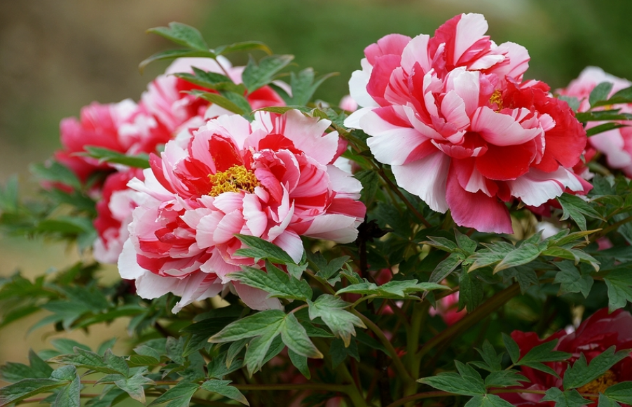 牡丹花什么时候播种