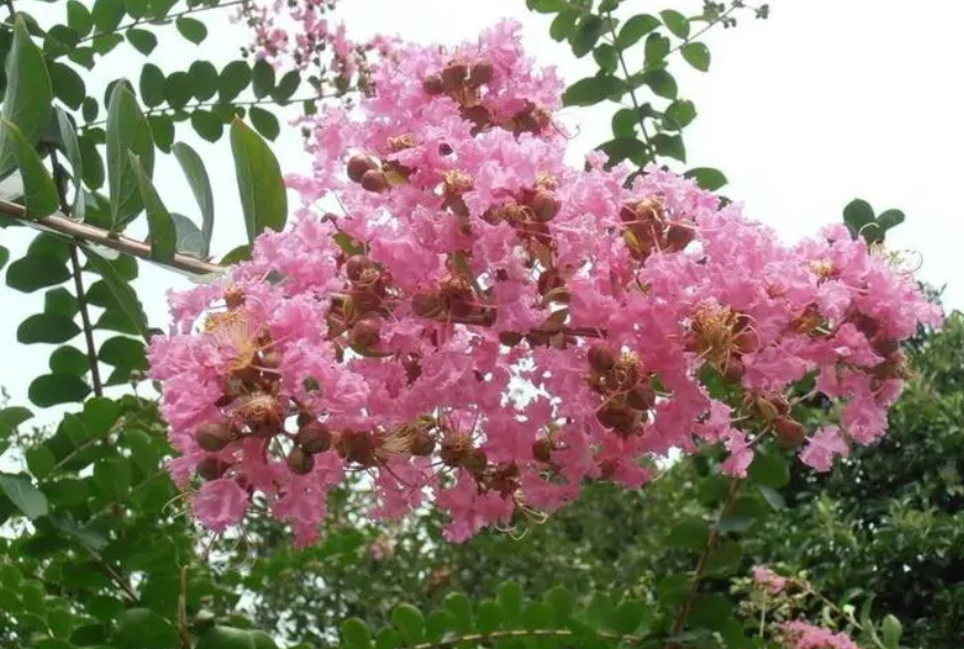 紫薇树适合种植的条件