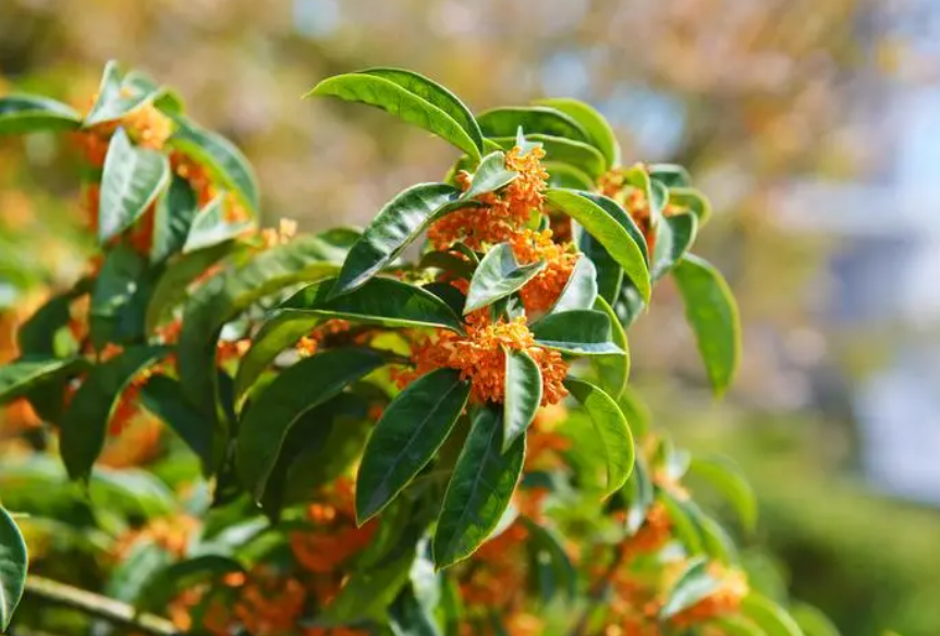 桂花树在强阳光下能生长吗