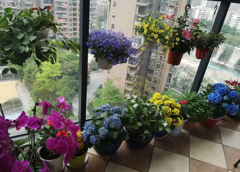 养花养得好的女人命好