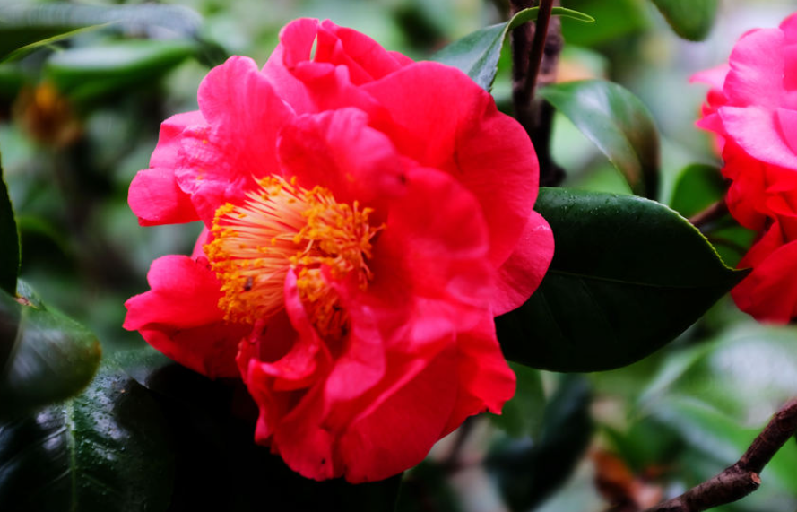 高山茶花的养殖方法