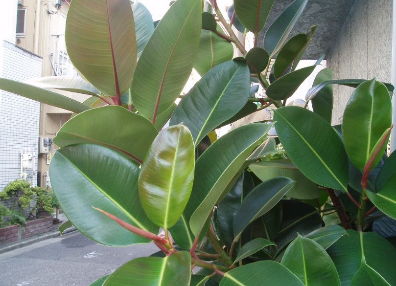 橡皮树夏天可以暴晒吗