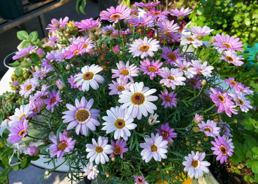 玛格丽特秋天开花吗