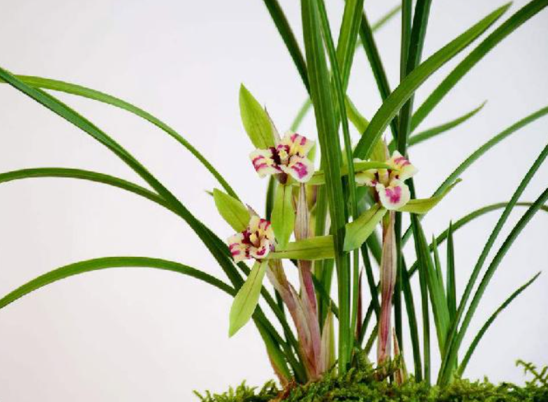 工地碎石能种兰花