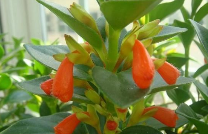 金鱼嘴为什么光长叶子不开花