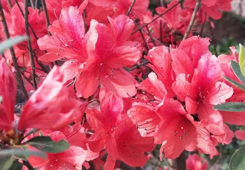 有关杜鹃花的植物小知识