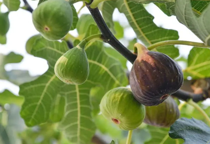 无花果能插枝栽培吗?