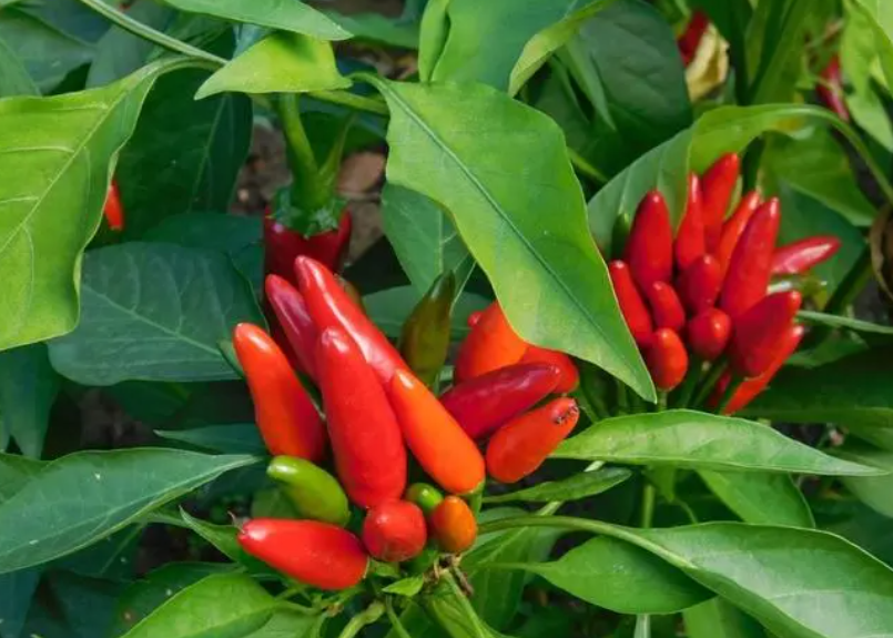 辣椒树叶子蔫了是缺水吗