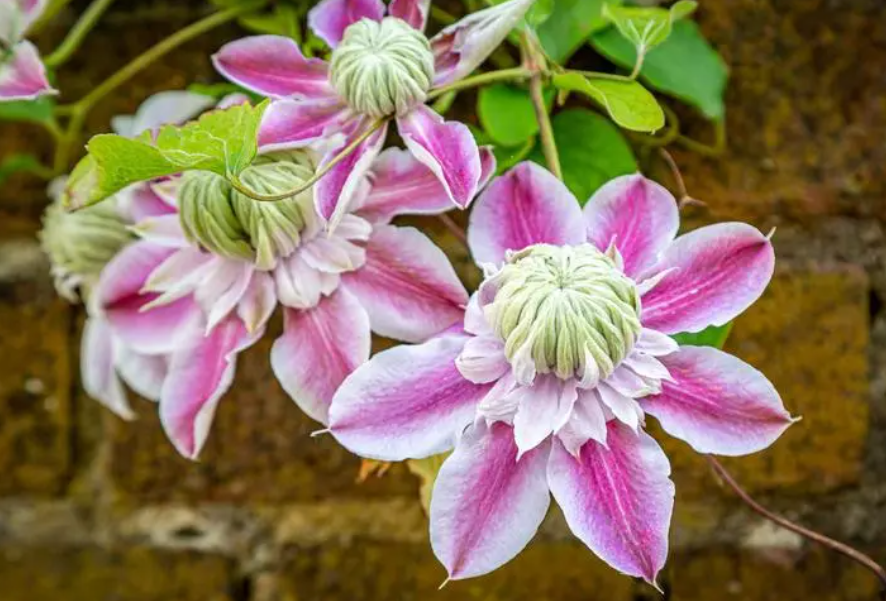 什么花最容易爆盆好养