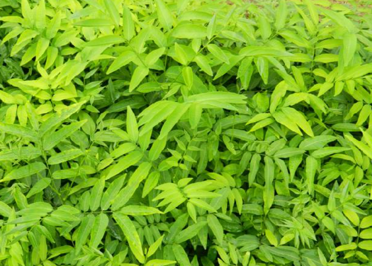 黄金树的浇水要求