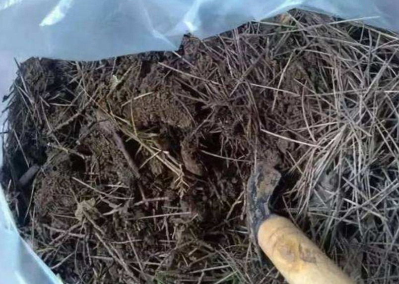 纯松针土可以种花吗