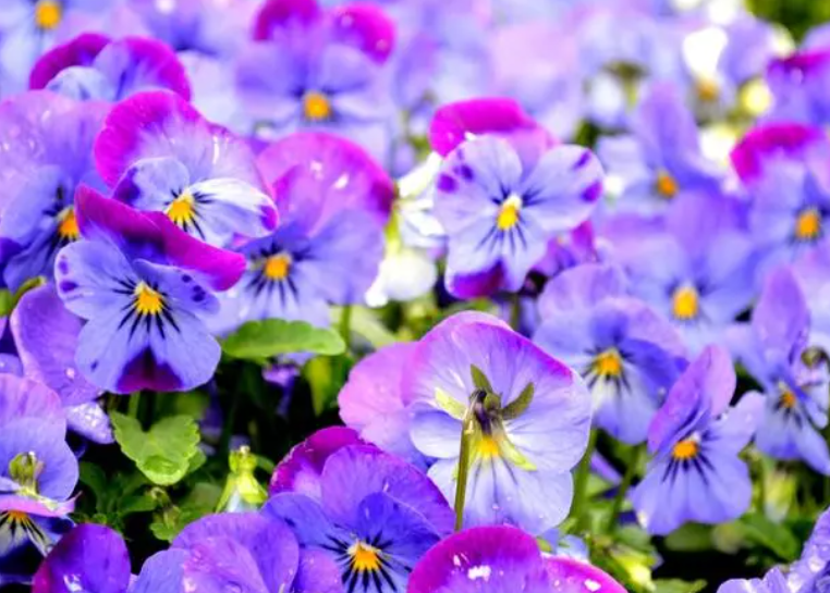 蝴蝶花在室内怎么养