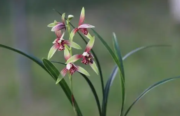 如何养兰花才开花