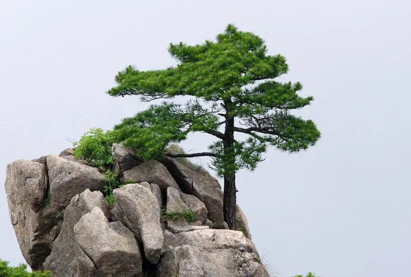 松树的移栽方法和时间