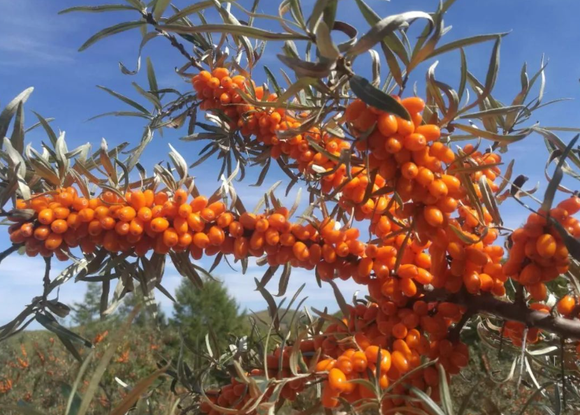 沙棘树为什么不结果