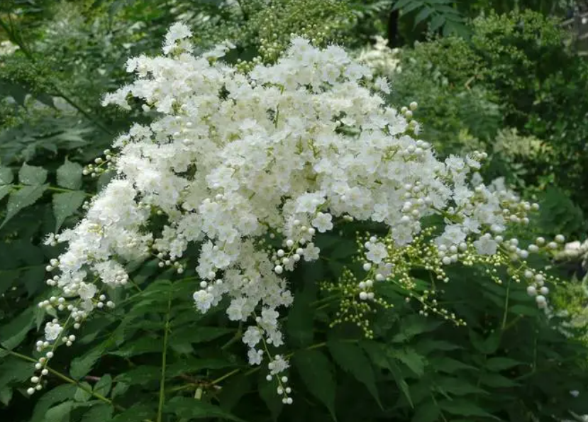 珍珠梅几月份开花