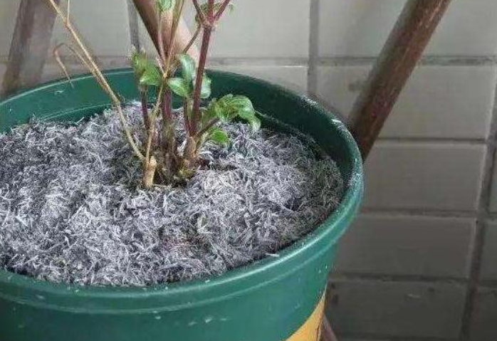 养花用烟灰杀虫有效吗