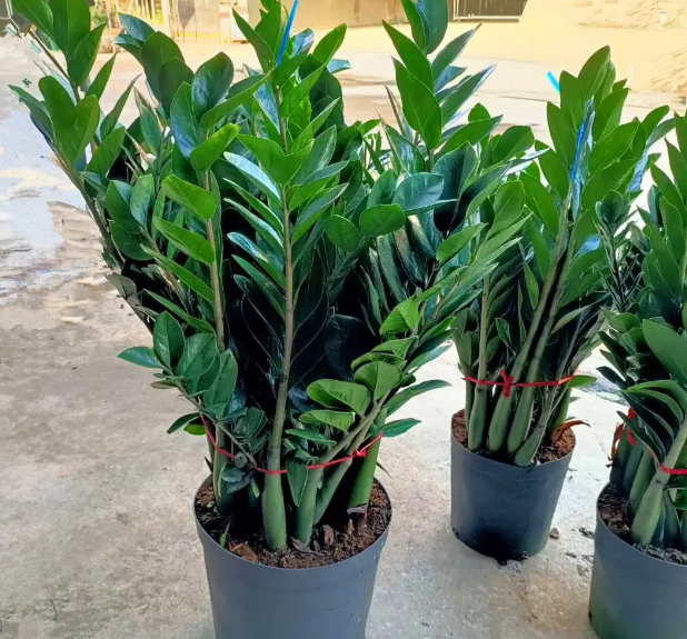 金钱树能晒太阳吗 金钱树养殖知识