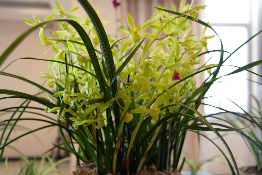 兰花一直不开花怎么办