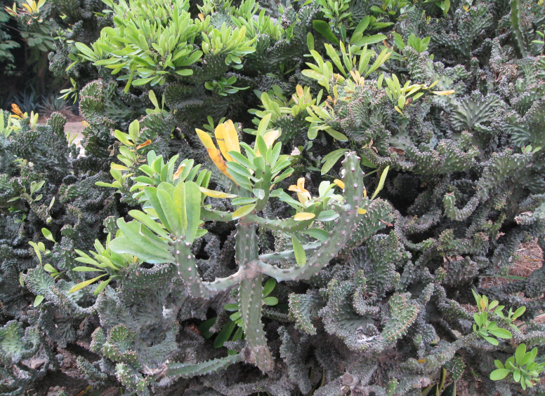 仙人树怎么养殖方法