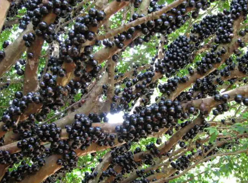 树葡萄在北方能种活吗