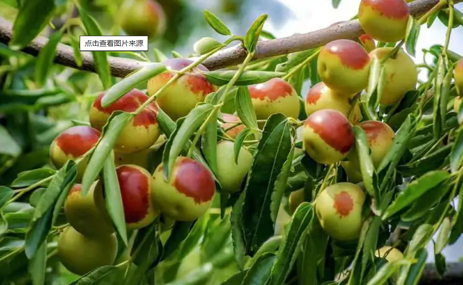 冬枣树什么时候栽种