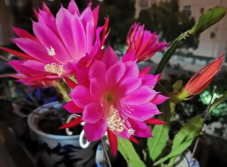 令箭荷花长花苞后能施肥吗