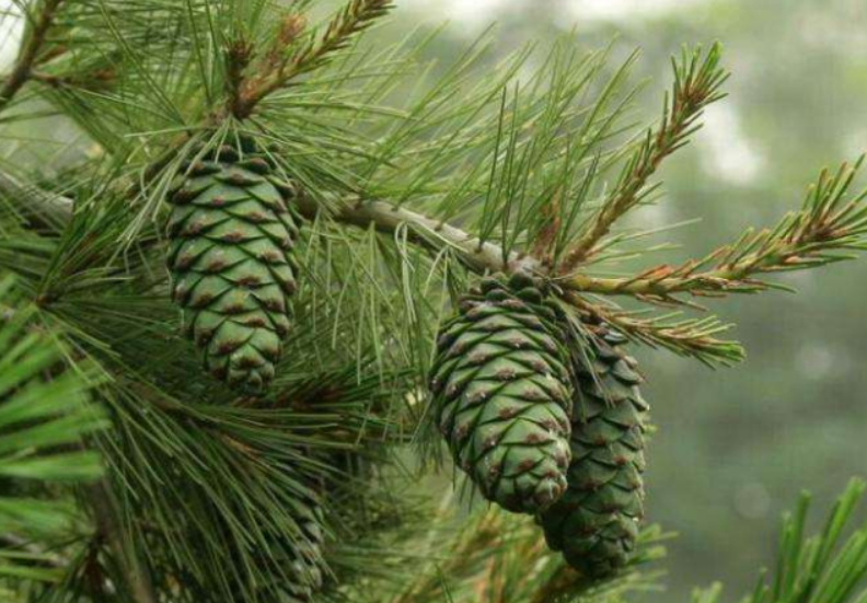 松子树适合哪里种植