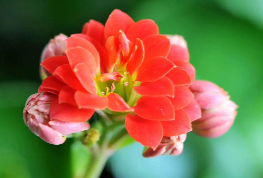 长寿花浇啤酒水好吗