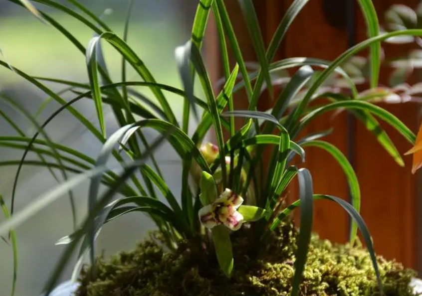 兰花最好的肥是什么肥