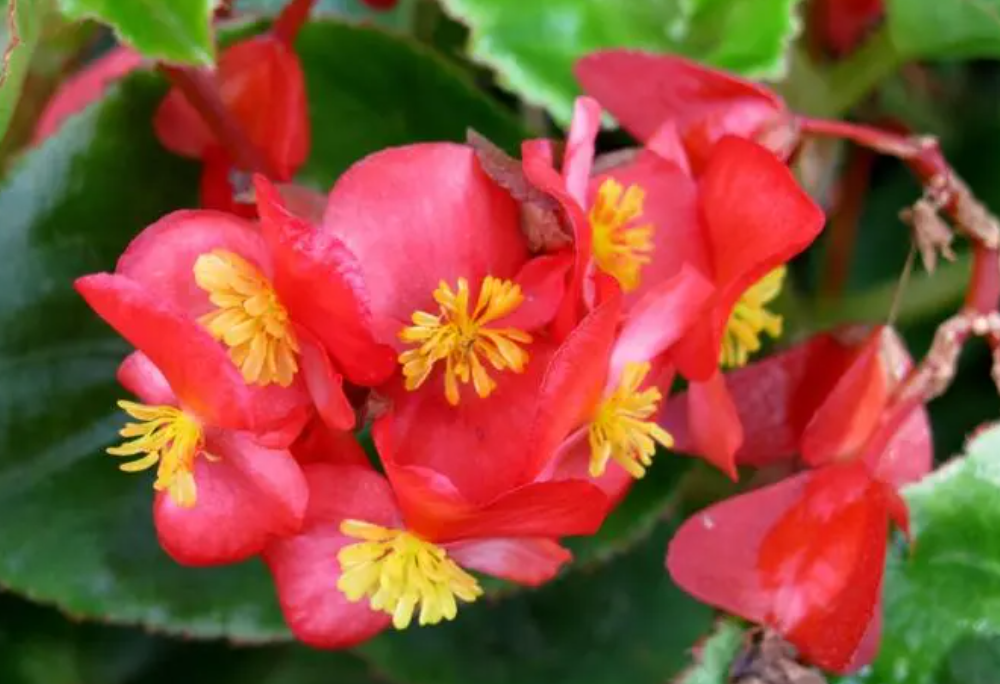 四季海棠花的养护