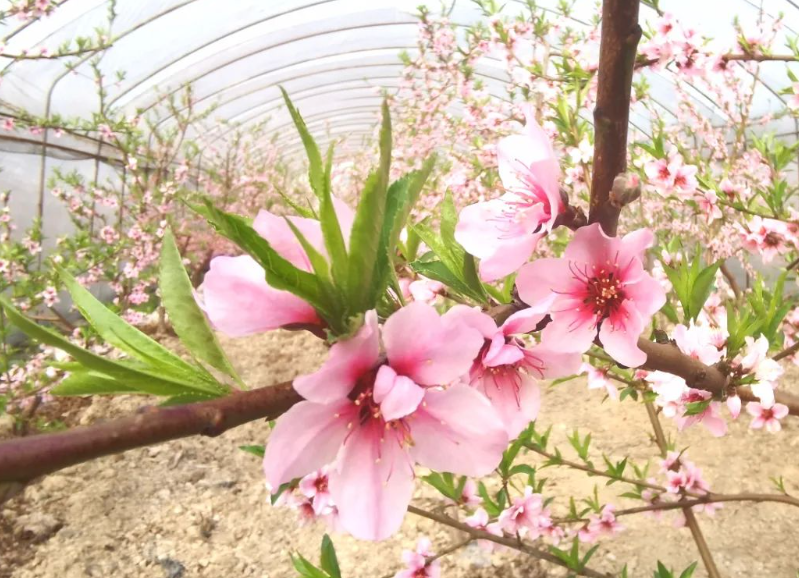 大棚桃树花后期浇水吗
