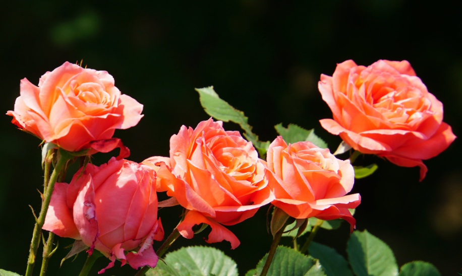 适合在家种植的月季花