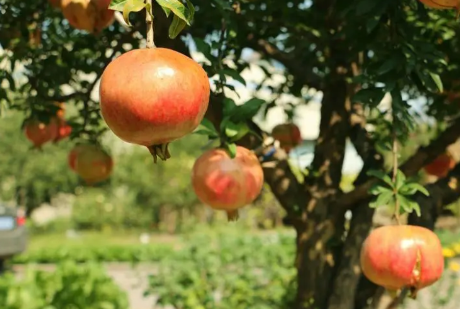 刚移栽的石榴树怎么样过冬