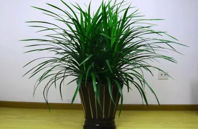 龙须树可以把头剪掉吗