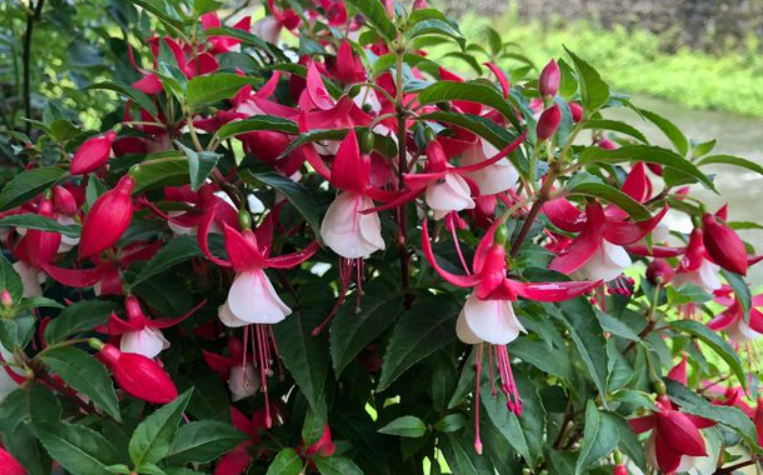 倒挂金钟哪个品种花大