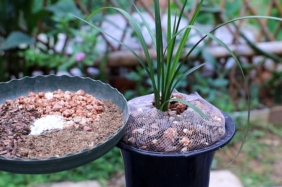 怎样自制兰花的配土方法