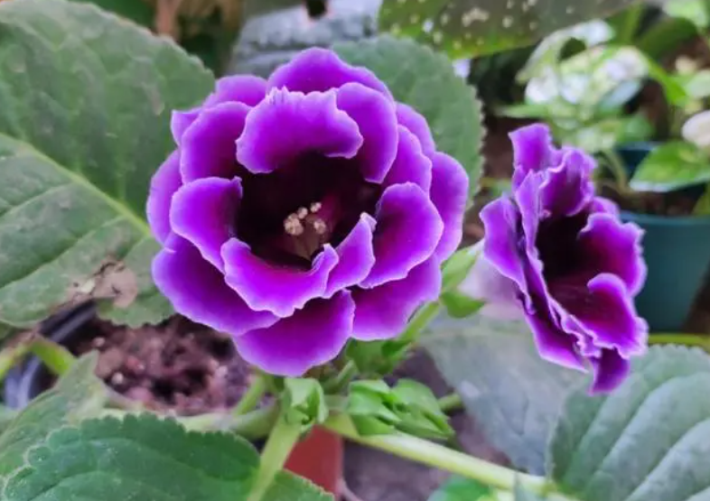 大岩桐花喜欢阳光吗