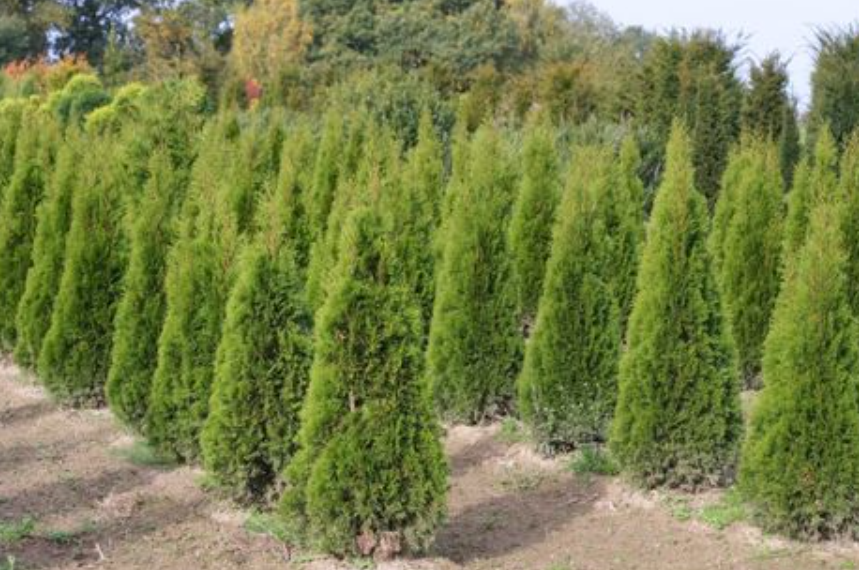 坟头上栽松树好还是柏树好