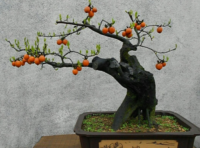 嫁接金弹子用什么树桩