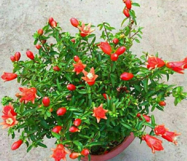 如何养好石榴花盆栽