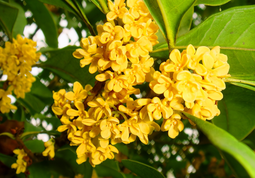 桂花树养护与管理方法